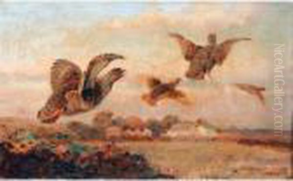 Grouse In Flight - view 1