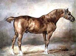 A docked chestnut horse