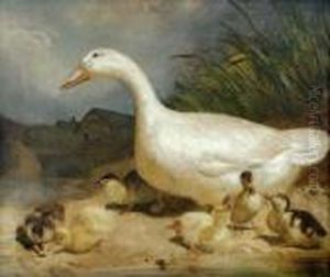 Study Of A Whiteduck by Thomas Woodward