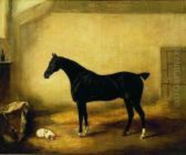 Black Stallion In A Stall - view 1