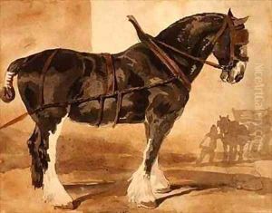 Harnessed black horse