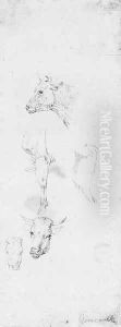 Three studies of cow's heads, with studies of the foreleg and haunch