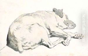 A sleeping dog