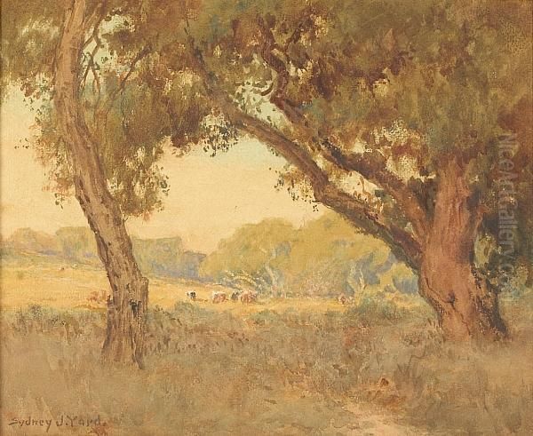 Cattle Grazing In A Sunlit Clearing - view 1