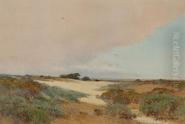 A Path In Monterey - view 1