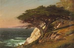 Cypress Tree, Carmel Bay