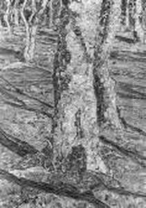 Birches