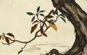 Oak Tree By A River