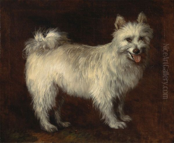 Spitz Dog - view 1