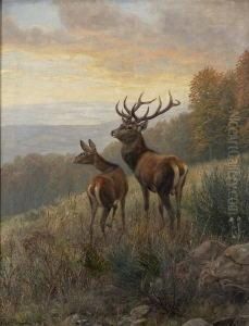 Hirsch Und Hirschkuh Auf Der
Lichtung. by Carl Friedrich Zimmermann