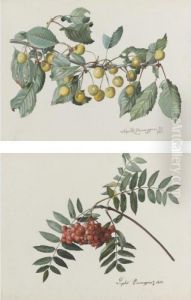 Two Studies: A Branch Of White Cherries, And One Of Rowan Two Studies: A Branch Of White Cherries, And One Of Rowan