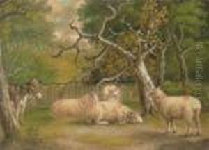 Donkey And Sheep