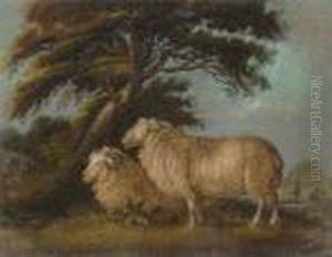 Two Sheep