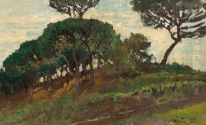 Bosco Di Pini Silvestri