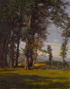 Sommerlandschaft - Eichwaldlichtung Sommerlandschaft - Eichwaldlichtung