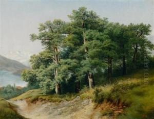 Group Of Oaks At The Lakeside.