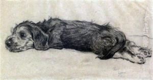 Dandie Puppy "angus"
