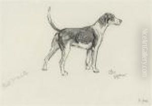 A Hound Of The Foret D'halatte Pack by Cecil Charles Aldin