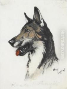 Study Of An Alsatian by Cecil Charles Aldin