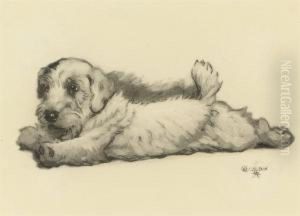A Sealyham Puppy Stretching by Cecil Charles Aldin