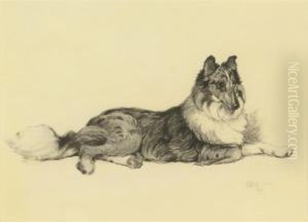 A Collie Lying Down - view 1