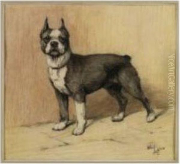 A Boston Terrier - view 1