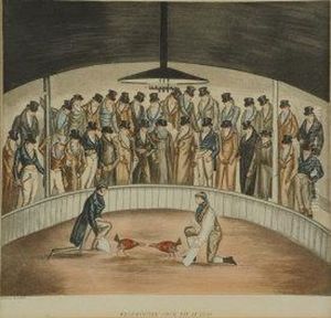 Westminster Cock Pit In 1830 by Henry Thomas Alken