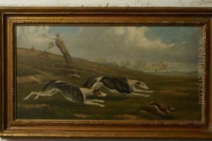 Hare Coursing