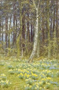 The Daffodil Wood