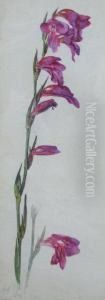 "gladiolus" by Helen Mary Elizabeth Allingham