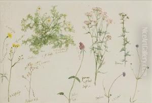Flower Studies
