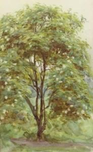 Study Of A Tree Study Of A Tree