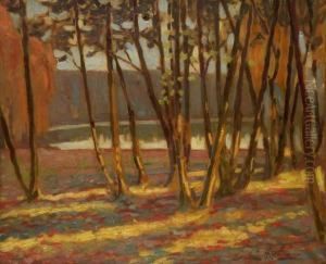 Paysage De Sous-bois