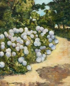 Le Massif D'hortensias