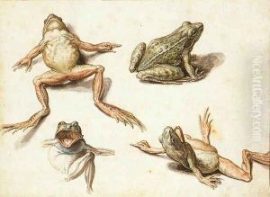 Four Studies of Frogs by Jacob de II Gheyn