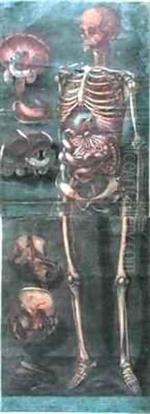 The Skeleton from Exposition Anatomique de la Structure du Corps Humain - view 1