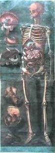 The Skeleton from Exposition Anatomique de la Structure du Corps Humain by Jacques - Fabien Gautier - Dagoty