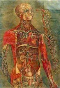 Internal organs of the body by Jacques - Fabien Gautier - Dagoty
