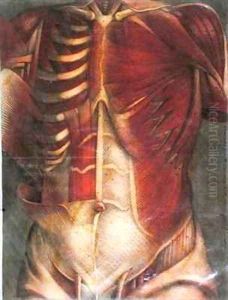 Muscles of the thorax and abdomen by Jacques - Fabien Gautier - Dagoty
