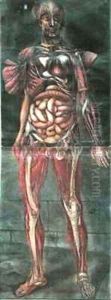 The Organs and Muscles by Jacques - Fabien Gautier - Dagoty