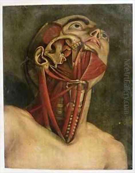 Cross section of the right hand side of the neck and face - view 1