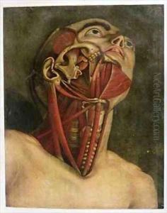 Cross section of the right hand side of the neck and face by Jacques - Fabien Gautier - Dagoty