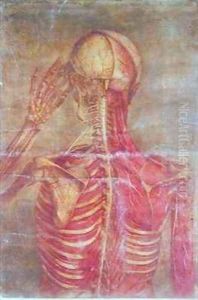 Musculature of the Back and Neck and the Spinal Cord by Jacques - Fabien Gautier - Dagoty