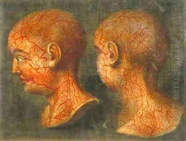 Superficial blood vessels of the head and neck - view 1