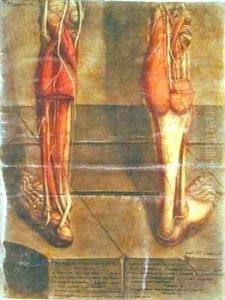 Musculature of the legs 2 by Jacques - Fabien Gautier - Dagoty