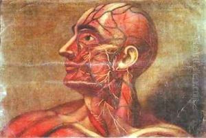 Male head showing arterial system