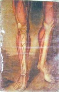 Musculature of the legs