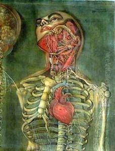 Throat and heart plate from Anatomy of the Visceras dissected by Jacques - Fabien Gautier - Dagoty