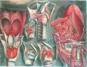 The Vocal Chords from Histoire Naturelle de la Parole