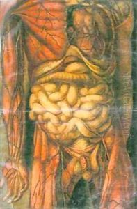 Torso of a man showing the intestines by Jacques - Fabien Gautier - Dagoty